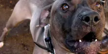 Bimbo azzannato da un pitbull a Ponza, elitrasportato al Bambino Ges&ugrave;