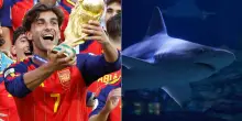 L'Oceanografic di Valencia ha chiamato 'Ferran Torres' uno dei suoi squali