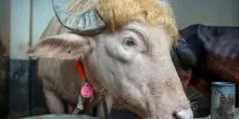 Bangladesh, il bufalo albino 'Donald Trump' si salva dal macello