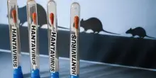 Hantavirus, focolaio su nave rilancia corsa al vaccino: cosa sappiamo