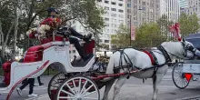 New York, dal 2028 non ci saranno pi&ugrave; carrozze con cavalli