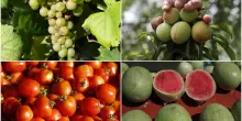 Caldo record, gli effetti sulla tavola: prezzi della frutta in calo