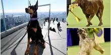 Il dobermann Penny &egrave; il cane pi&ugrave; bello del mondo del 2026