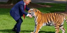 Ragazzo ucciso da una tigre, Trump posta una parodia sui social