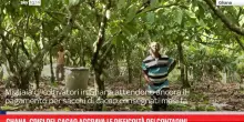 Ghanna, crisi del cacao aggrava condizioni dei contadini