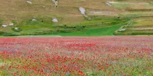 Perch&eacute; quest'anno la fioritura di Castelluccio di Norcia &egrave; pi&ugrave; rossa