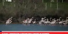 Albania, fenicotteri a rischio per il resort di Kushner