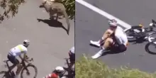 Un canguro salta in strada e provoca una caduta in gruppo al Tour Down Under
