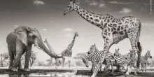 Wildlife Photographer of the Year 2026, tutte le foto vincitrici