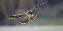 Hantavirus, cos&rsquo;&egrave; caracara di Darwin cercato dal &ldquo;paziente zero'