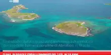 Clima, in Brasile coralli diminuiti del 15% in 18 anni