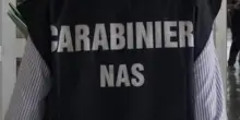 Salute, traffico illecito di farmaci dopanti: perquisizioni