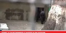 Record di nascite allo zoo di Napoli per 'colpa' del caldo