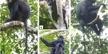 Nuova scimmia scoperta in Congo, potrebbe gi&agrave; essere in estinzione