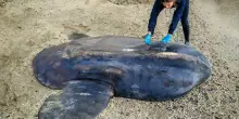 Raro esemplare di pesce luna trovato spiaggiato a Marina di Ravenna