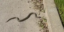Serpente nella cabina di un Tir: panico e traffico bloccato in Abruzzo