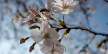 Giappone, ciliegi in fiore: torna la festa dell'Hanami