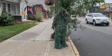 Poliziotto camuffato da pianta negli Usa: fioccano multe in New Jersey