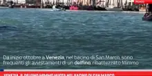 Venezia, il delfino Mimmo nuota nel bacino di San Marco