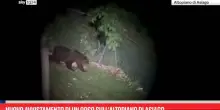 Nuovo avvistamento di un orso sull&rsquo;Altopiano di Asiago