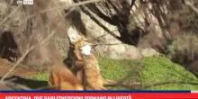 Argentina, due rari crisocioni tornano in libert&agrave;