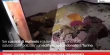 Torino, cuccioli di malinois salvati da casa abbandonata