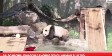 Caldo in Cina, ghiaccio e angurie per gli animali allo zoo