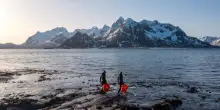 Norvegia, quasi 100 mila ricci rimossi dal mare: l'operazione