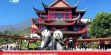 Primo panda gigante nato in Indonesia