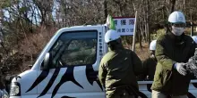 Tre leonesse muoiono per sospetto colpo di calore allo zoo di Tokyo