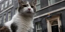 Dimissioni Starmer, il gatto Larry attende il nuovo premier