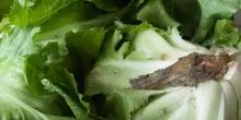 Usa, ciclosporiasi per insalata contaminata: primi due morti