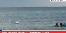 Foggia, due delfini avvistati al largo di Marina di Lesina