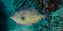 Cilento, bagnanti morsi dai pesci: l'ipotesi del pesce balestra