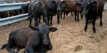 Usa, ritorna il parassita che si nutre di carne: rischi per l'economia