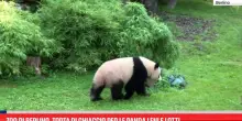 Zoo di Berlino, torta di ghiaccio per le panda Leni e Lotti