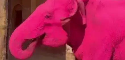 India, elefante dipinto di rosa muore 5 mesi dopo servizio fotografico