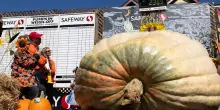 Halloween, zucca pi&ugrave; pesante del mondo punta al Guinness dei primati