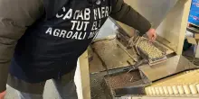 Sequestrati cereali e legumi invasi dai roditori nel Reggiano