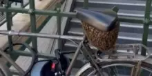 Parigi, gigantesco sciame api sotto sella bici vicino al Louvre. VIDEO