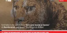 Il leone di Rembrandt all'asta per 18 milioni di dollari