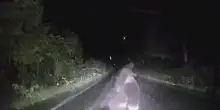 Un orso scappa e poi si scaglia contro un'auto in Giappone