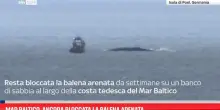 Mar Baltico, ancora bloccata la balena arenata