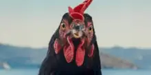 Hen - Storia di una gallina, una clip esclusiva del film