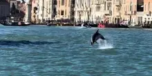 Venezia, delfino avvistato in Laguna. Gli esperti: 'Non avvicinatevi'