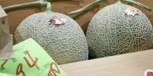 Giappone, due meloni battuti all'asta per oltre 31mila euro