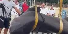 Follonica, trovato spiaggiato uno squalo capopiatto di 4 metri