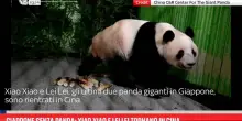 Giappone senza panda: Xiao Xiao e Lei Lei tornano in Cina
