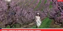 Spagna, l'ondata di fiori di pesco attira i turisti