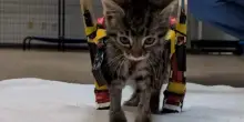 Gelato, gatto disabile con la sedia a rotelle costruita coi giocattoli